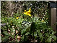 CLICK to enlarge image

Image ID: Dscn4540