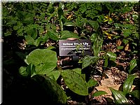 CLICK to enlarge image

Image ID: Dscn4541