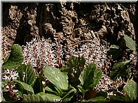 CLICK to enlarge image

Image ID: Dscn4543
