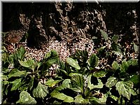 CLICK to enlarge image

Image ID: Dscn4545