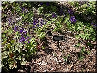 CLICK to enlarge image

Image ID: Dscn4546