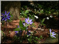 CLICK to enlarge image

Image ID: Dscn4551