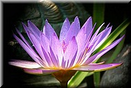 Dscn0198.jpg