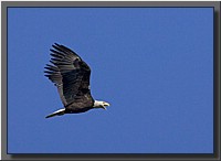 CLICK to enlarge image # 14