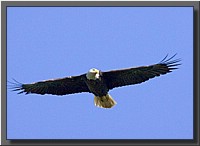CLICK to enlarge image # 28