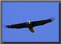 CLICK to enlarge image # 30