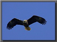 CLICK to enlarge image # 31