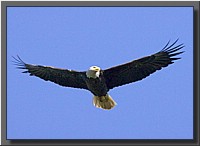 CLICK to enlarge image # 33