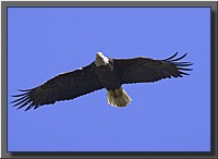 CLICK to enlarge image # 35