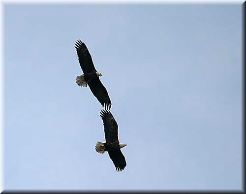 2eagles799.jpg
