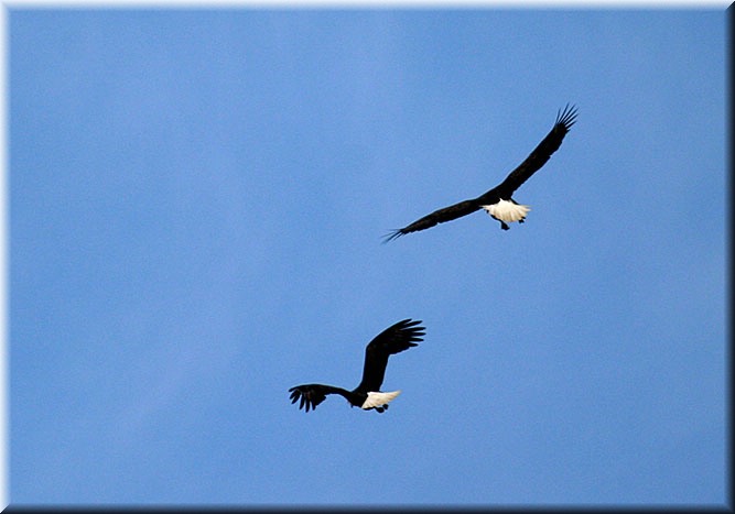 2eagles807.jpg
