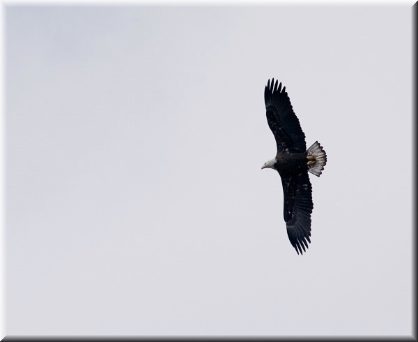 Young-eagle857.jpg
