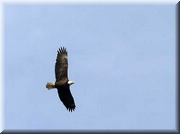 CLICK to enlarge image

Image ID: 1eagle850