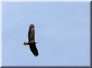 CLICK to enlarge image

Image ID: 1eagle850