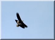 CLICK to enlarge image

Image ID: 2-eagles-b-796