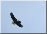 CLICK to enlarge image

Image ID: 2-eagles-b-797