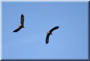 CLICK to enlarge image

Image ID: 2-eagles-b-813