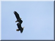 CLICK to enlarge image

Image ID: 2-eagles798