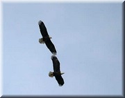 CLICK to enlarge image

Image ID: 2eagles799