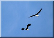 CLICK to enlarge image

Image ID: 2eagles807