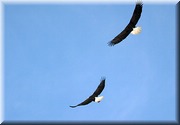 CLICK to enlarge image

Image ID: 2eagles808