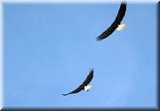 CLICK to enlarge image

Image ID: 2eagles808