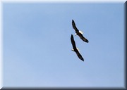 CLICK to enlarge image

Image ID: 2eagles844