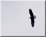 CLICK to enlarge image

Image ID: Young-eagle857