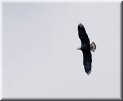 CLICK to enlarge image

Image ID: Young-eagle857