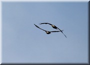 CLICK to enlarge image

Image ID: two845