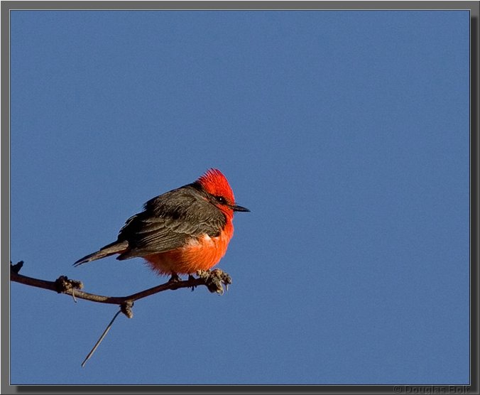 Image # 004, filename MD9S5546
Make: Canon
Model: Canon EOS-1D Mark II
Orientation: Normal
XResolution: 300
YResolution: 300
ResolutionUnit: Inch
Software: Adobe Photoshop CS2 Windows
DateTime: 3/1/2006 8:26:03 PM
ExposureTime: 1/2000 s
FNumber: F6.3
ExposureProgram: Manual
ISOSpeedRatings: ISO 400
ExifVersion: 2.21
DateTimeOriginal: 2/13/2006 10:33:51 AM
DateTimeDigitized: 2/13/2006 10:33:51 AM
ShutterSpeedValue: 1/2000 sec (11 APEX)
ApertureValue: F6.3 (5.31 APEX)
ExposureBiasValue: +0 EV
MaxApertureValue: F4 (4 APEX)
MeteringMode: Multi-segment
Flash: No flash, compulsory flash suppression
FocalLength: 400 mm
ColorSpace: sRGB
ExifImageWidth: 650
ExifImageLength: 530
FocalPlaneXResolution: 3098.59
FocalPlaneYResolution: 3097.88
FocalPlaneResolutionUnit: Inch
CustomRendered: Normal process
ExposureMode: Manual
WhiteBalance: Auto
SceneCaptureType: Standard
ExifOffset: 252