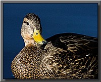 CLICK to enlarge image # 7