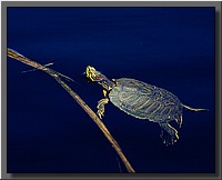 CLICK to enlarge image # 40