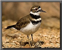 CLICK to enlarge image # 20