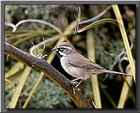 CLICK to enlarge image # 24