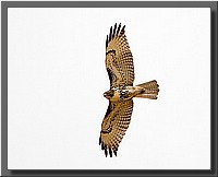 CLICK to enlarge image # 31