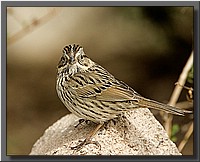 CLICK to enlarge image # 39