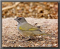 CLICK to enlarge image # 38