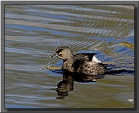 CLICK to enlarge image # 42