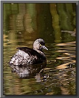 CLICK to enlarge image # 43