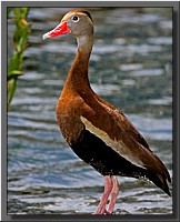 CLICK to enlarge image # 1