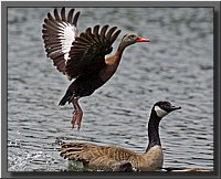 CLICK to enlarge image # 4
