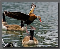 CLICK to enlarge image # 5