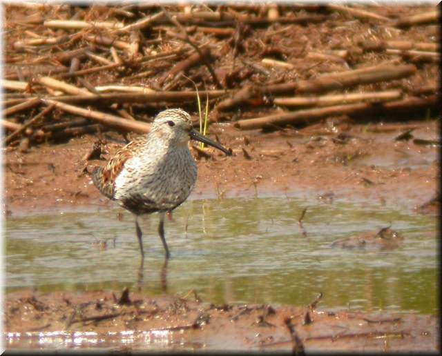 dunlin5010.jpg