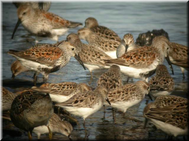 dunlin5035.jpg