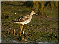 YL5199.jpg