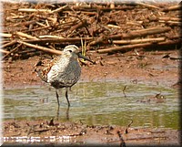 dunlin5010.jpg