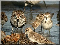 dunlin5033.jpg