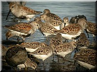 dunlin5035.jpg