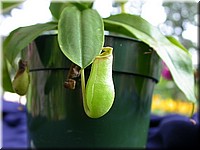 DSCN5810.JPG